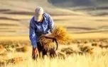 هاشمی: پرداخت‌ها به گندم‌کاران بر مبنای نرخ قبلی انجام می‌شود