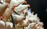 قیمت مرغ امروز جمعه ۲۸ فروردین ۱۴۰۵