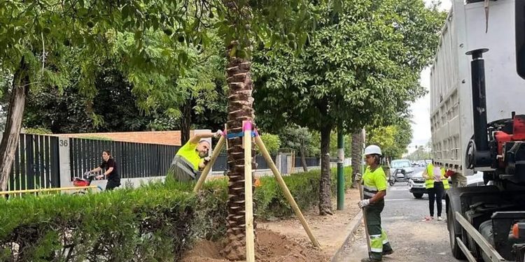 چیپ برای ردیابی نخل‌ها؛ شهرداری سویا پس از سرقت ده نخل اقدام می‌کند
