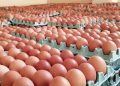 تعریف سازوکار جدید برای ساماندهی بازار مرغ و تخم‌مرغ در عراق