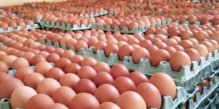 تعریف سازوکار جدید برای ساماندهی بازار مرغ و تخم‌مرغ در عراق