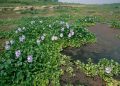 هشدار وزیر منابع آبی عراق درباره گسترش خطرناک گیاه مهاجم «سنبل آبی» در تالاب‌های این کشور