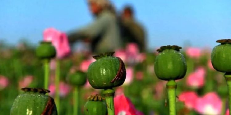 ستاد مبارزه با مواد مخدر: کشت خشخاش در قانون مبارزه با مواد مخدر مطلقاً ممنوع بوده و جرم محسوب میشود/ در صورت احراز ترک فعل، مسئولان مربوطه در برخورد با این جرم نیز مجرم شناخته میشوند