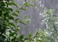 وضعیت آب و هوا، امروز ۹ تیر ۱۴۰۵؛ رگبار و رعد و برق در ۱۰ استان نوار شمالی کشور