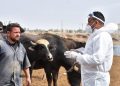 شناسایی ۲۱۹ مورد ابتلا به تب کریمه کنگو در عراق از ابتدای سال جاری میلادی