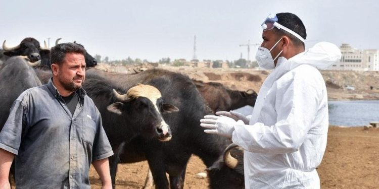 شناسایی ۲۱۹ مورد ابتلا به تب کریمه کنگو در عراق از ابتدای سال جاری میلادی