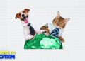 بردن سگ و گربه به محل کار در کدام کشورهای اروپایی ممکن است؟ برای سگ خانگی خود رزومه تهیه کنید!
