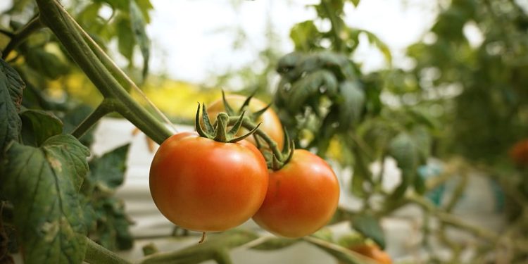 کاشت بذر تغییر: استراتژی امنیت غذایی قطر