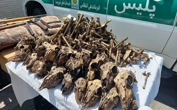 ۴۱ جمجمه آهو از چاه آب در شاهین‌شهر و میمه کشف شد / پلیس: متهمان طی یک سال گذشته بیش از ۵۰ رأس آهو را در مناطق حفاظت‌شده شکار کرده‌اند