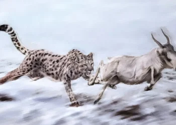 گربه‌سان معروف به «یوزپلنگ آمریکایی» در واقع اصلاً یوزپلنگ نبوده است