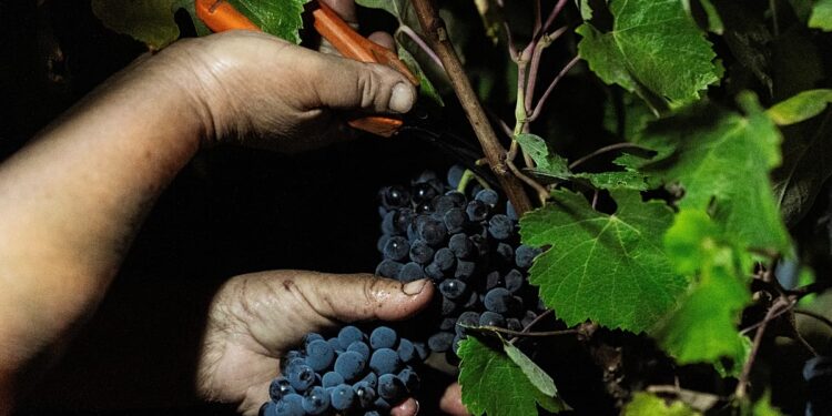برداشت شبانه انگور پاسخ یک مزرعه آلنتژو به موجهای گرمای شدید است