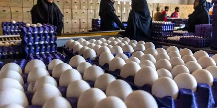 اتحادیه مرکزی مرغداران: پیشنهاد قیمت ۲۷۱ هزار تومانی برای هر کیلوگرم تخم‌مرغ در شهریور ماه