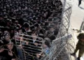 هشدار محرمانه سیا: اسرائیل در آستانه جنگ داخلی و فروپاشی درون‌سازمانی