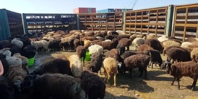 سیلاب در دزفول موجب تلف شدن ۲۴۰ رأس دام یک خانواده عشایری شد