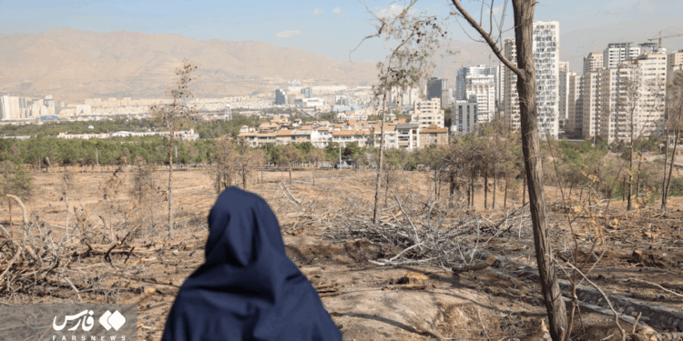 تصاویر: درختان چیتگر؛ در جدال آفت و کمآبی