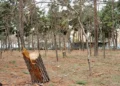 ببینید/ ویدیوهای نگران کننده از نابودی درختان چیتگر / شهرداری زاکانی چه بر سر پارک چیتگر آورده؟
