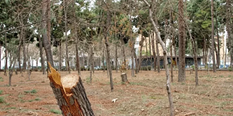 ببینید/ ویدیوهای نگران کننده از نابودی درختان چیتگر / شهرداری زاکانی چه بر سر پارک چیتگر آورده؟